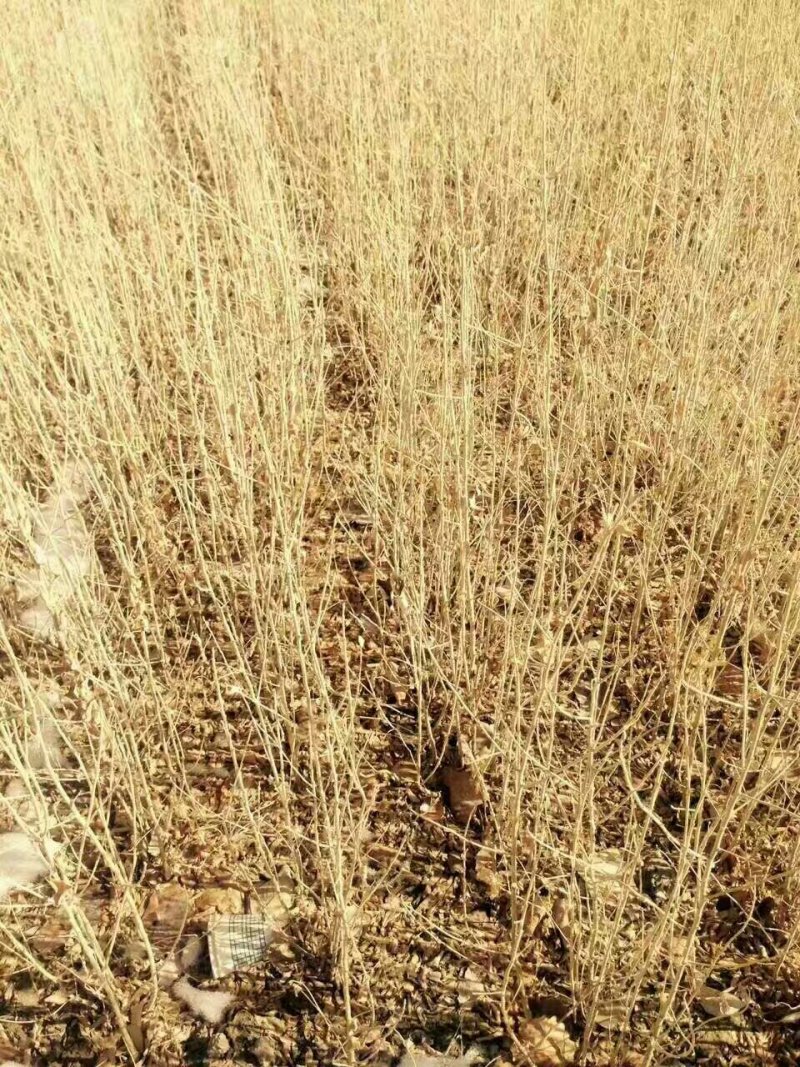 沙枣苗子甘肃玉门花海沙枣苗子批发需要的来甘肃玉门看货