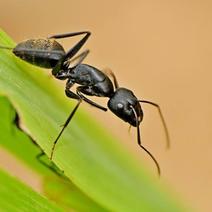 长白山野生小黑蚂蚁免费提供打粉一斤起卖产地直供