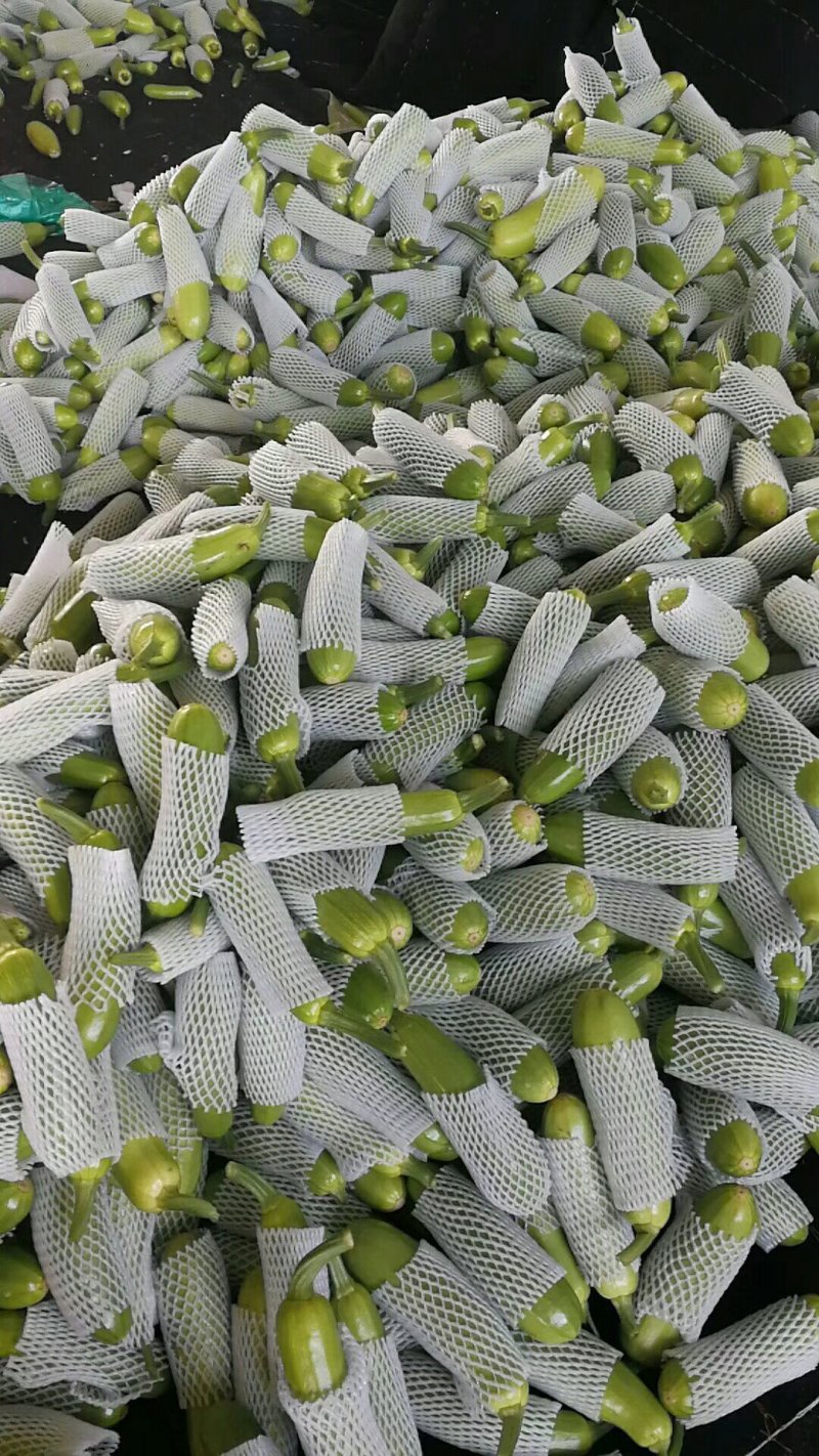 河北永年西葫芦质量好量大从优打包一条龙服务