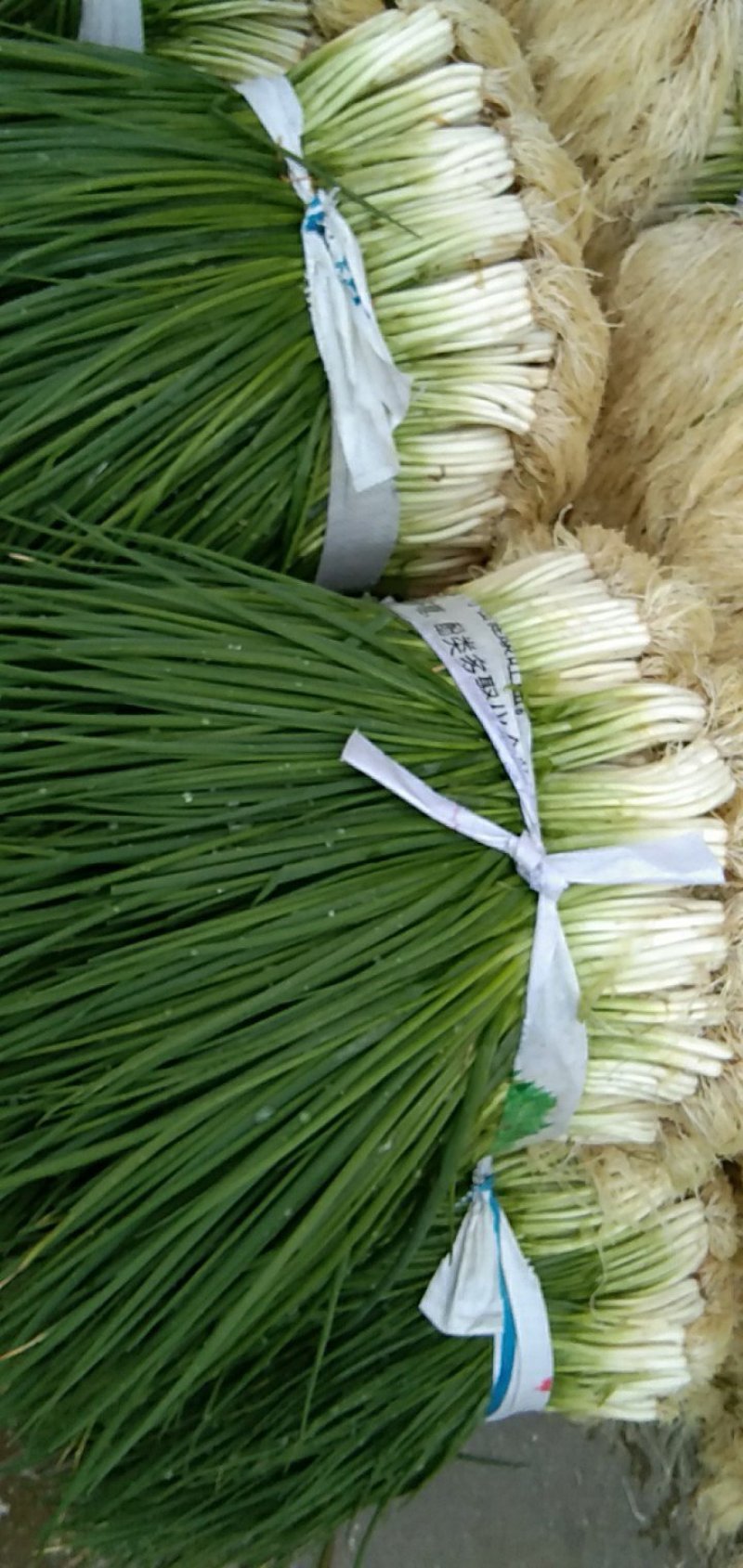 小黑米葱，
