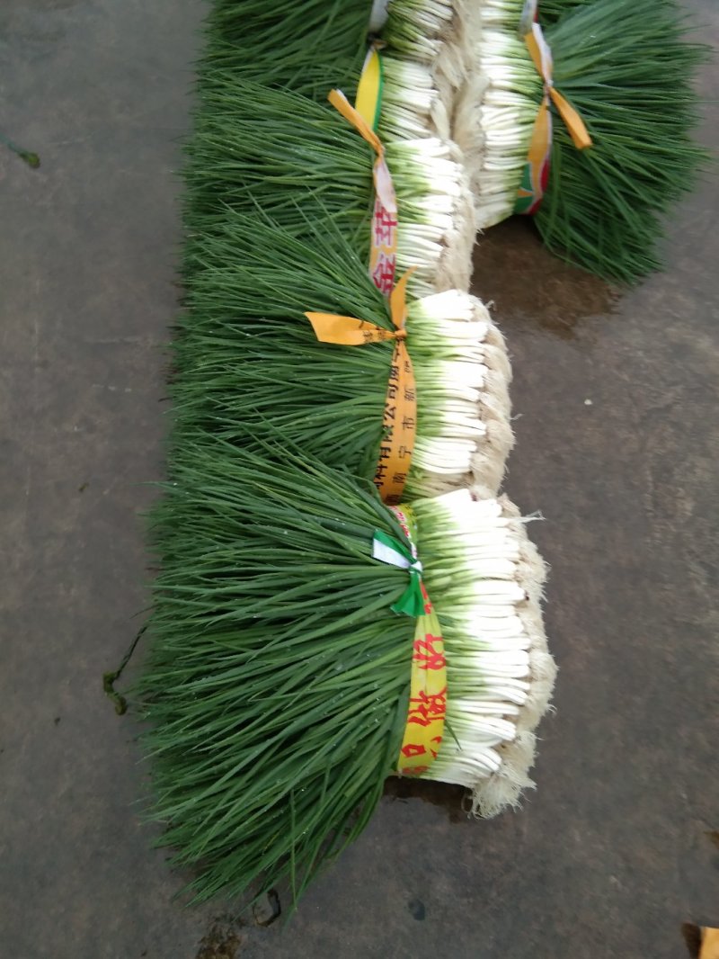 小黑米葱，