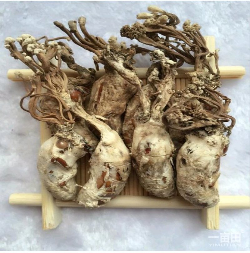金蝉花货好量大不满意保退换产地安徽
