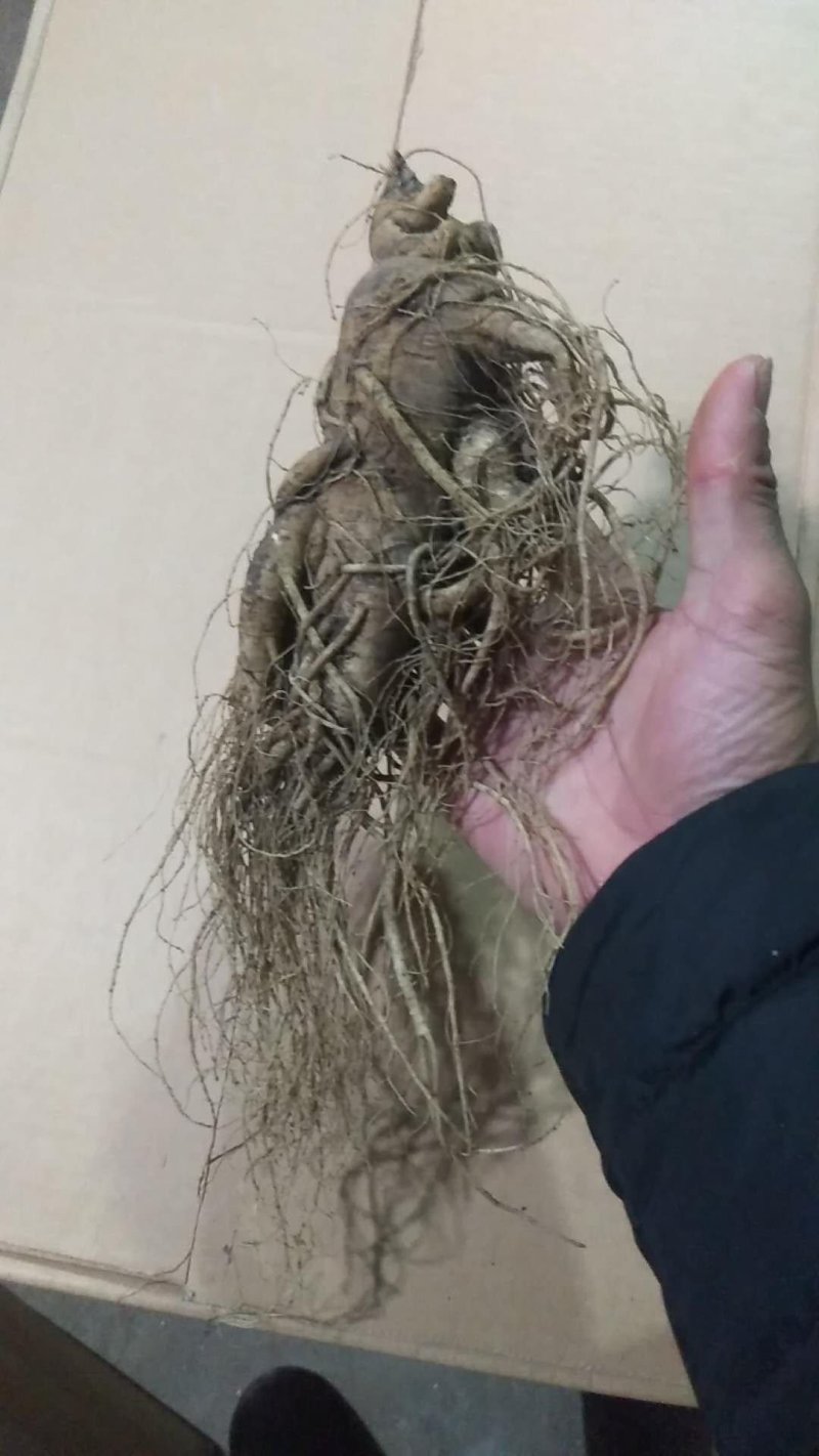 特别推荐精品大参王单支重200--500克无疤无锈须毛好