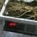 特别推荐精品大参王单支重200--500克无疤无锈须毛好