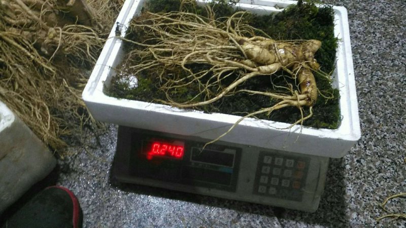 特别推荐精品大参王单支重200--500克无疤无锈须毛好