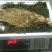 特别推荐精品大参王单支重200--500克无疤无锈须毛好