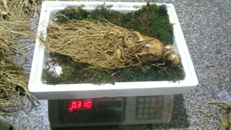 特别推荐精品大参王单支重200--500克无疤无锈须毛好
