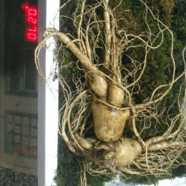 特别推荐精品大参王单支重200--500克无疤无锈须毛好