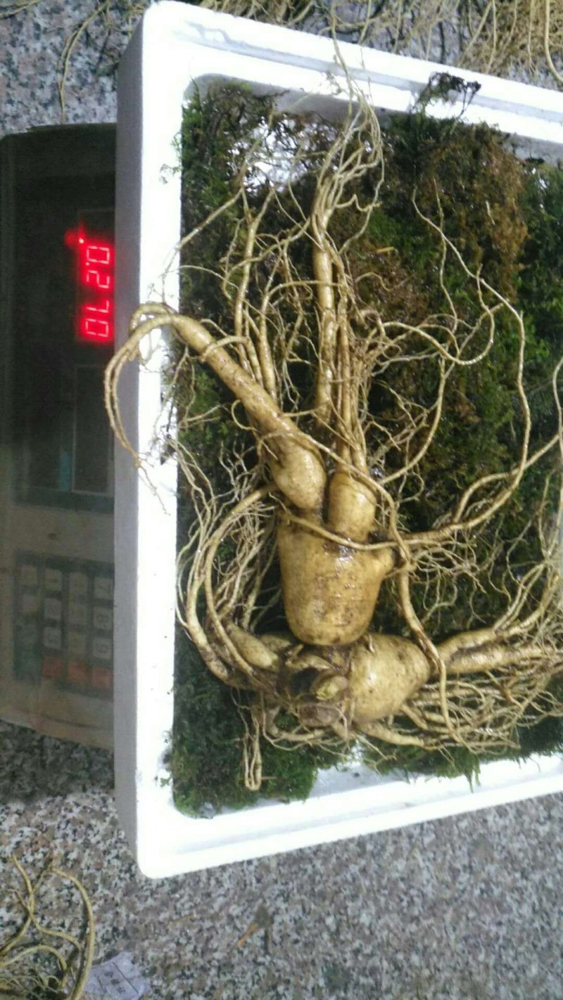 特别推荐精品大参王单支重200--500克无疤无锈须毛好