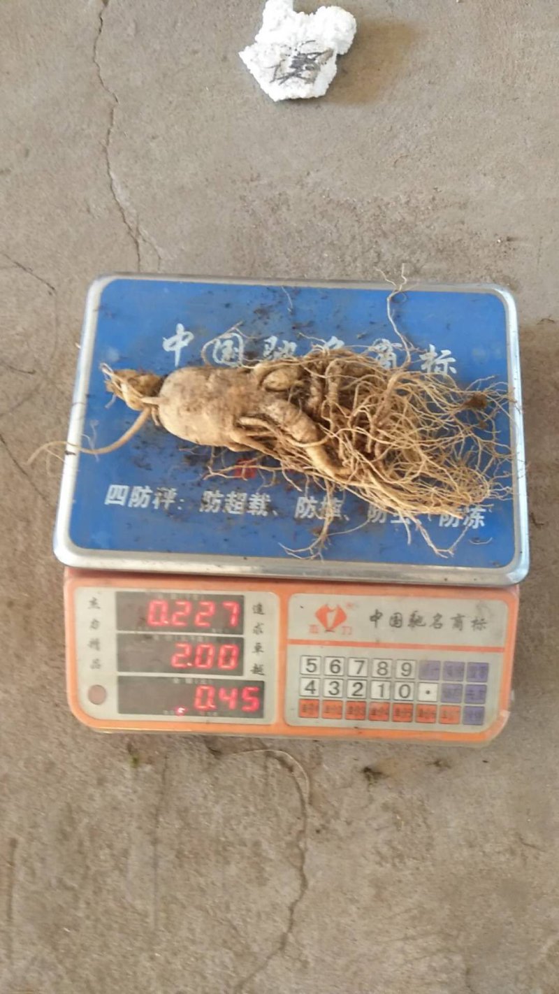 特别推荐精品大参王单支重200--500克无疤无锈须毛好