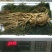 特别推荐精品大参王单支重200--500克无疤无锈须毛好