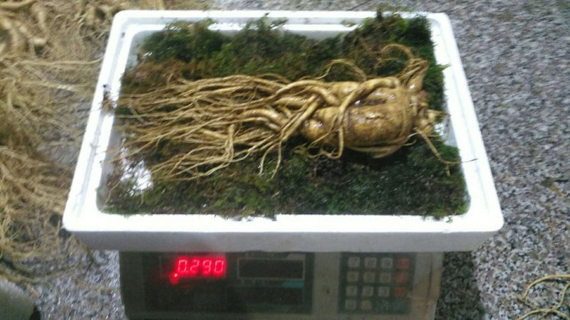 特别推荐精品大参王单支重200--500克无疤无锈须毛好
