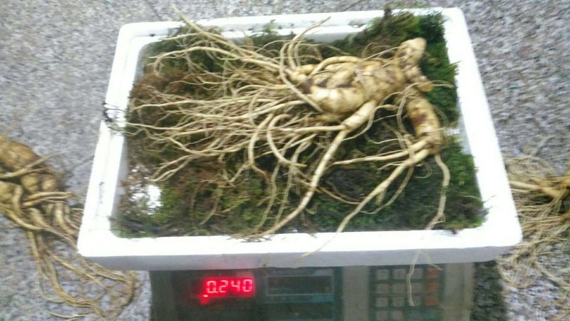 特别推荐精品大参王单支重200--500克无疤无锈须毛好
