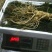 特别推荐精品大参王单支重200--500克无疤无锈须毛好