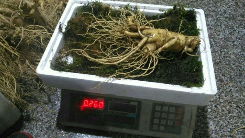特别推荐精品大参王单支重200--500克无疤无锈须毛好