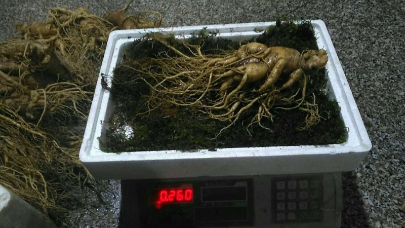 特别推荐精品大参王单支重200--500克无疤无锈须毛好