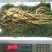 特别推荐精品大参王单支重200--500克无疤无锈须毛好