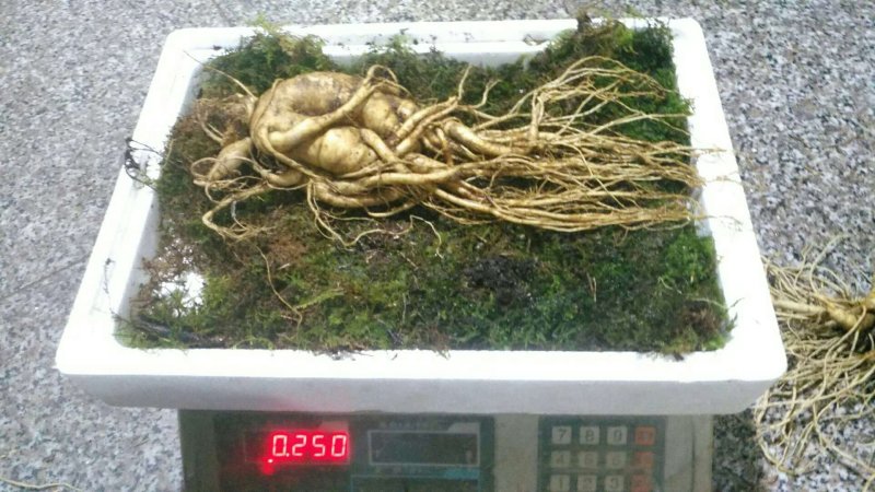 特别推荐精品大参王单支重200--500克无疤无锈须毛好