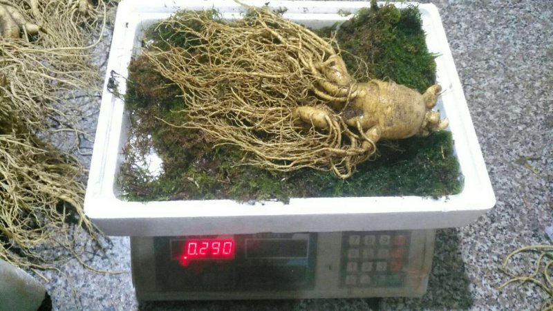 特别推荐精品大参王单支重200--500克无疤无锈须毛好