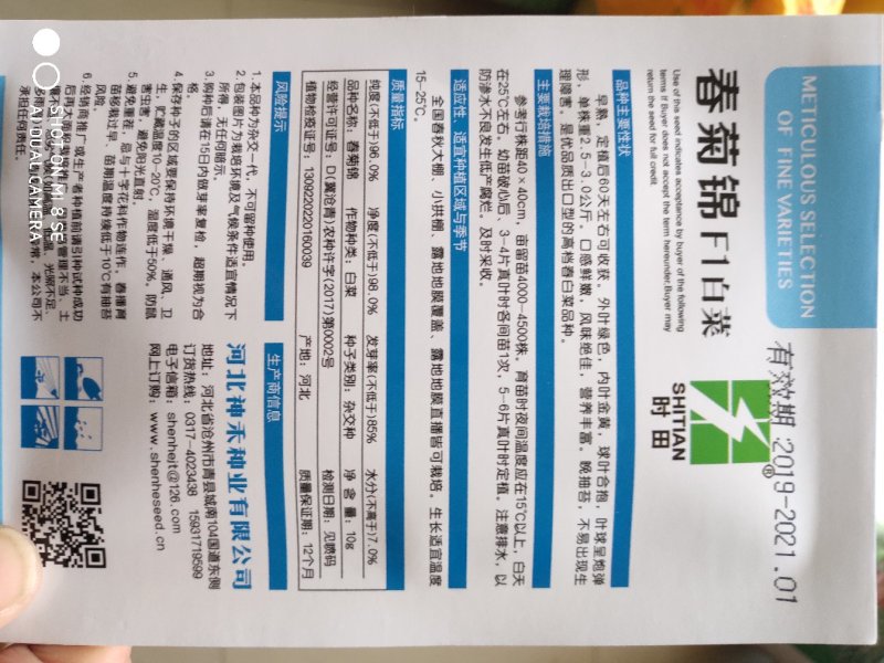 春菊锦白菜种子早熟外叶绿色内叶金黄
