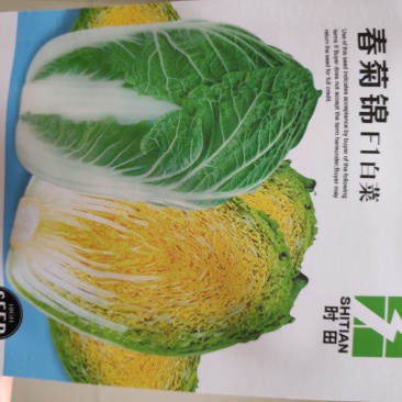 春菊锦白菜种子早熟外叶绿色内叶金黄