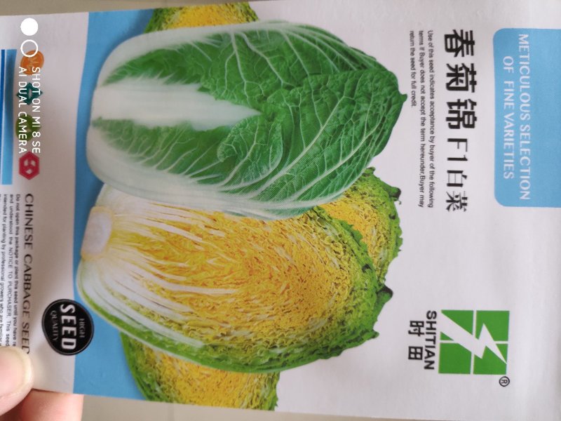 春菊锦白菜种子早熟外叶绿色内叶金黄