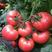 山西运城西红柿番茄硬粉西红柿，产地直供，欢迎前来采购