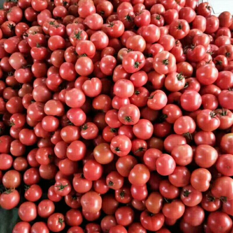 山西运城西红柿番茄硬粉西红柿，产地直供，欢迎前来采购