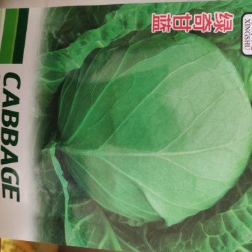 绿甘蓝种子绿奇甘蓝种子