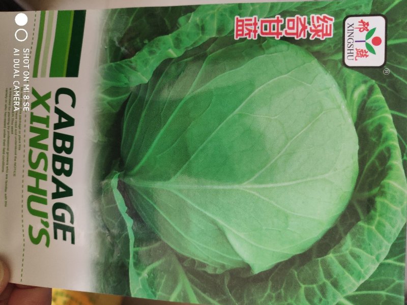 绿甘蓝种子绿奇甘蓝种子