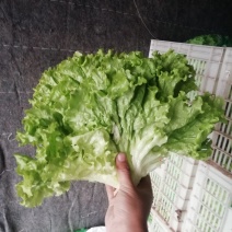 美国大速生生菜黄叶散叶生菜