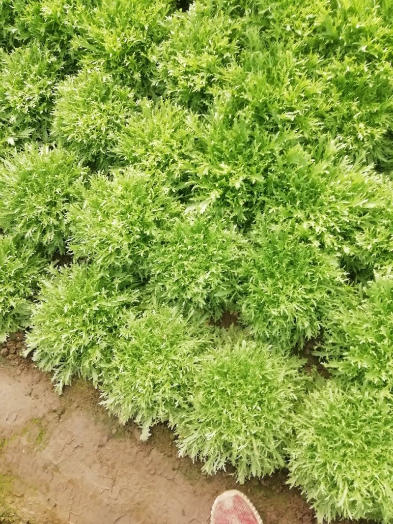 苦菊12~15cm，黄心菊花苦菊