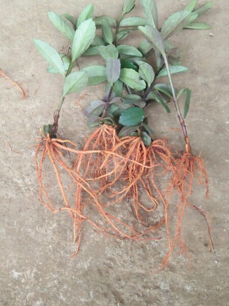 红根野蚕豆根