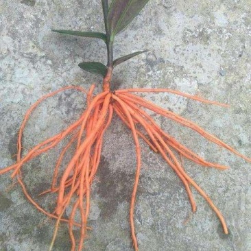 红根野蚕豆根