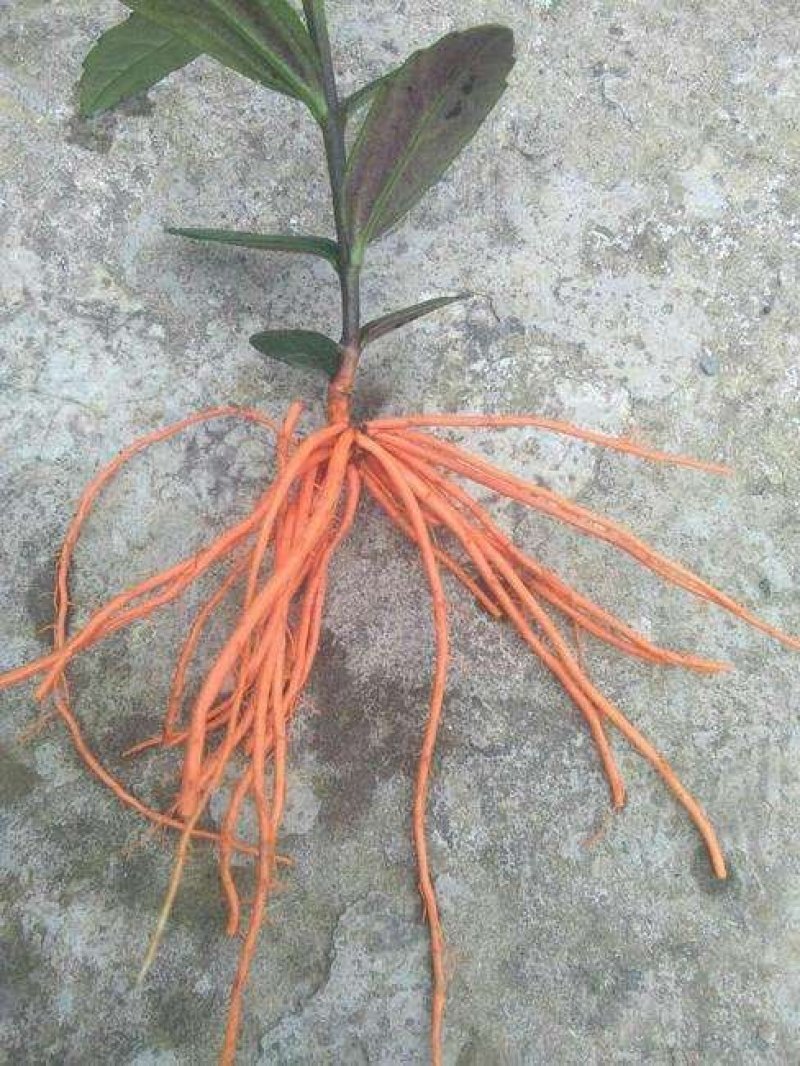 红根野蚕豆根