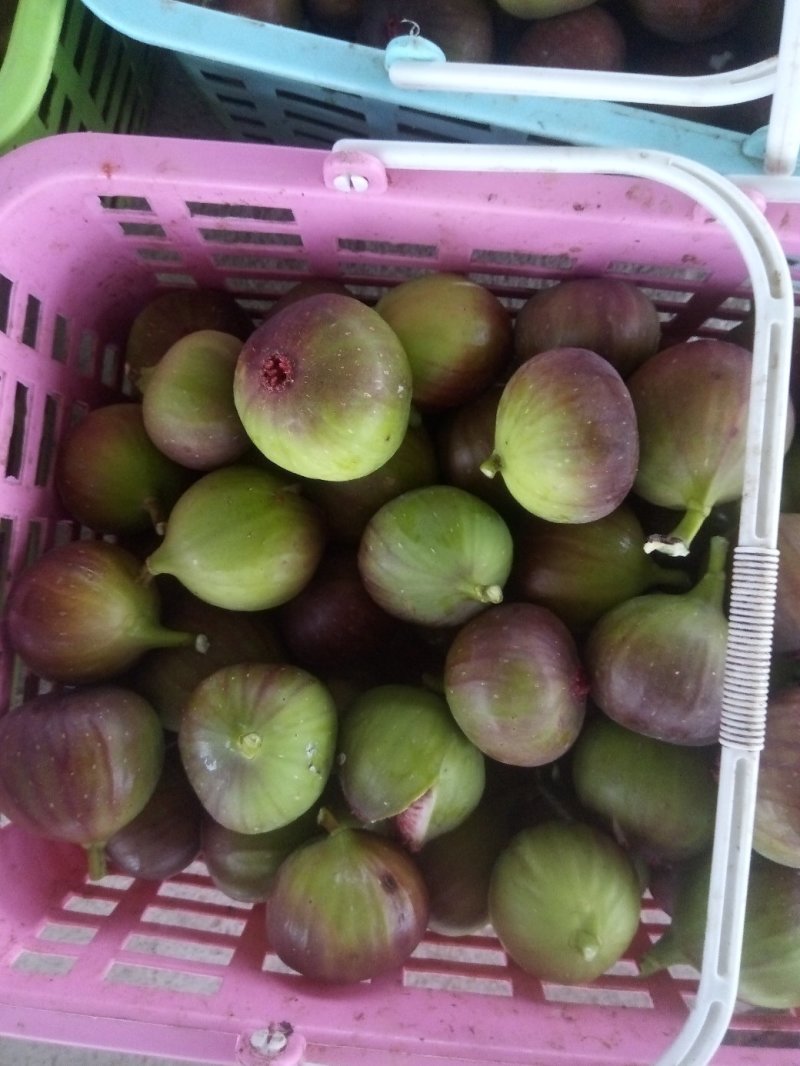 新鲜无花果，热带特产