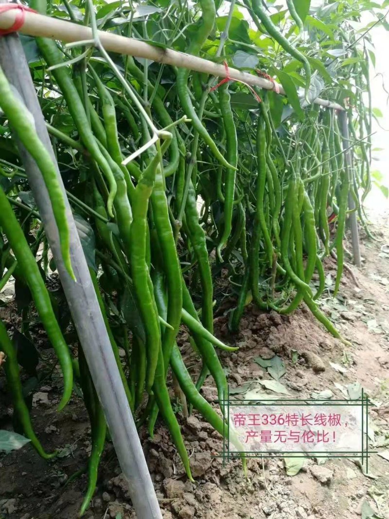 二荆条螺丝椒苗辣椒苗子尖椒苗线椒苗青椒苗彩椒苗