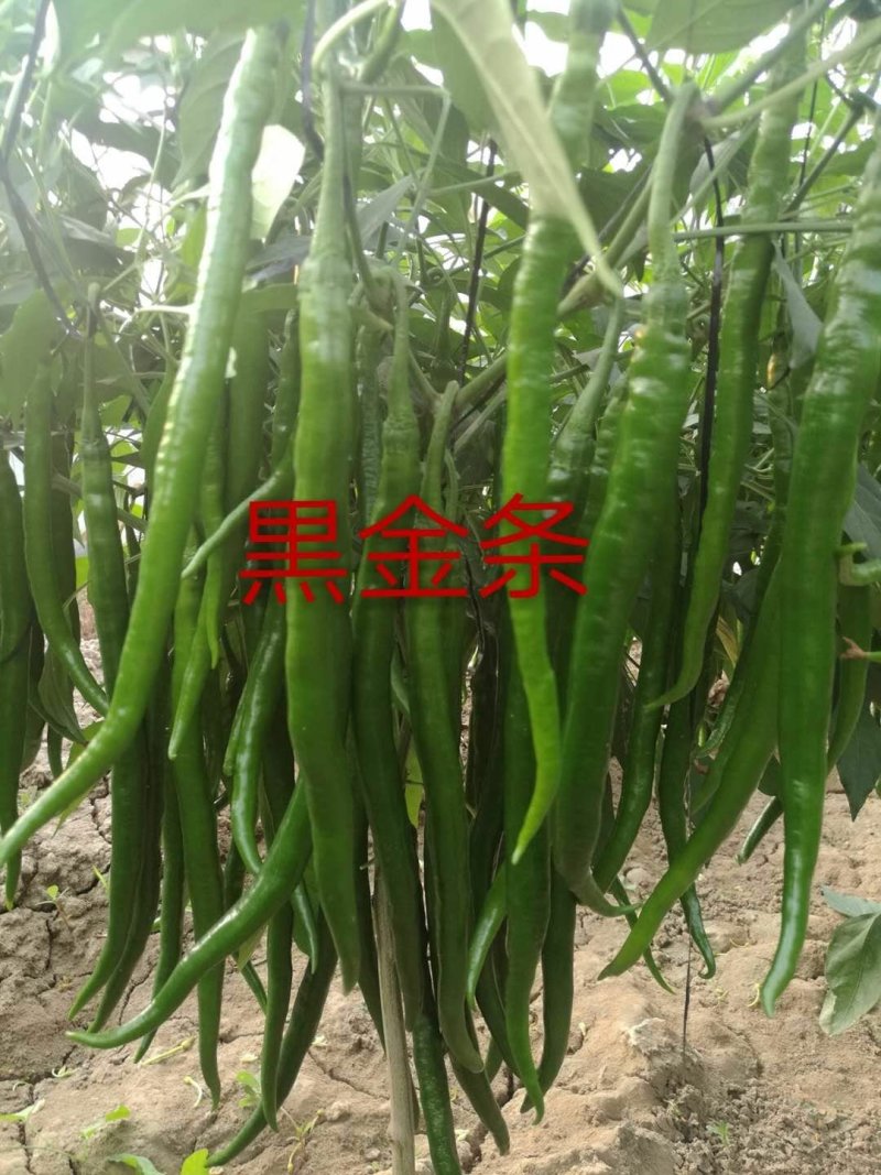 二荆条螺丝椒苗辣椒苗子尖椒苗线椒苗青椒苗彩椒苗