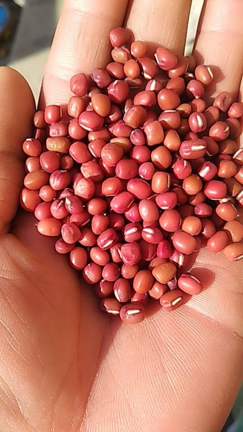 红豆薏米