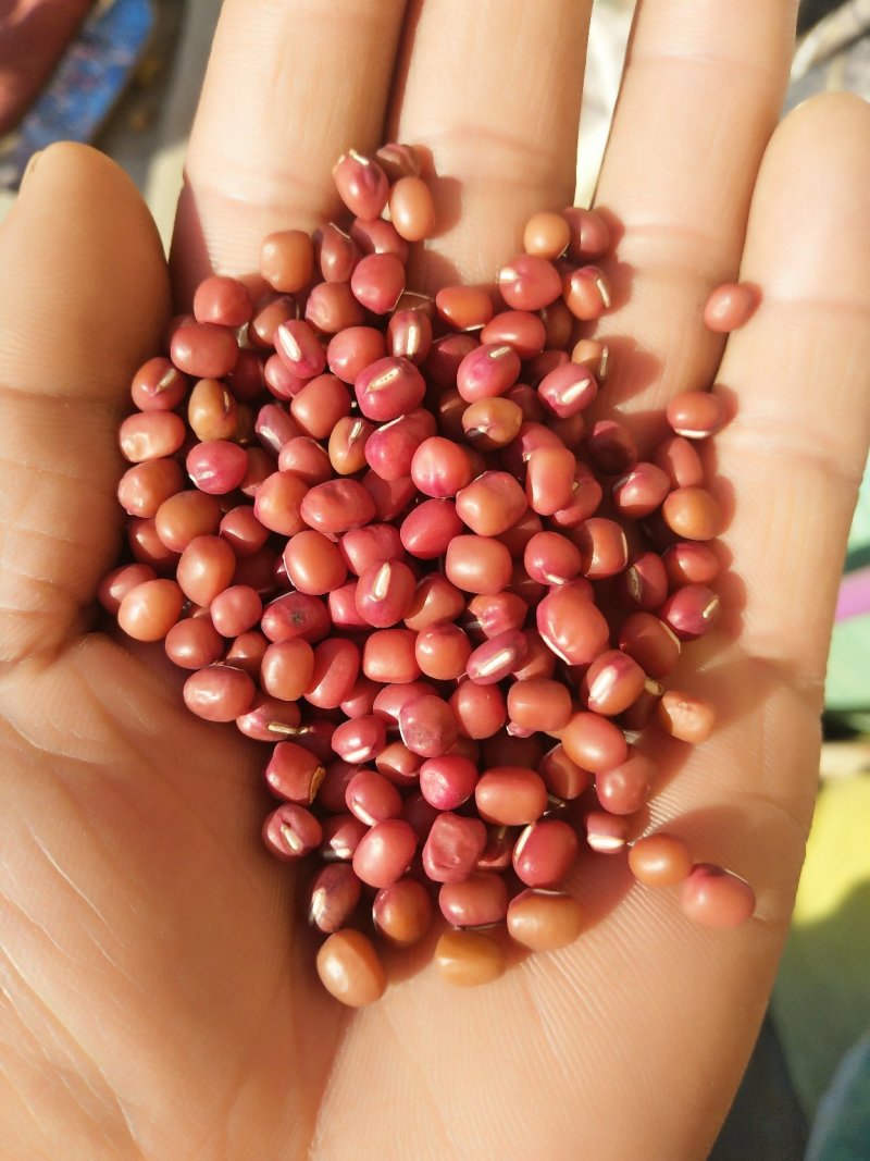 红豆薏米