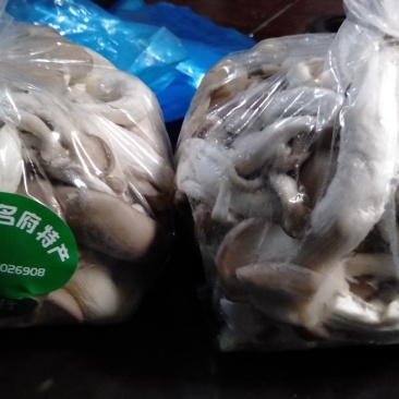 精品姬菇