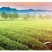 品舌2020年新茶黄山毛峰500g散茶