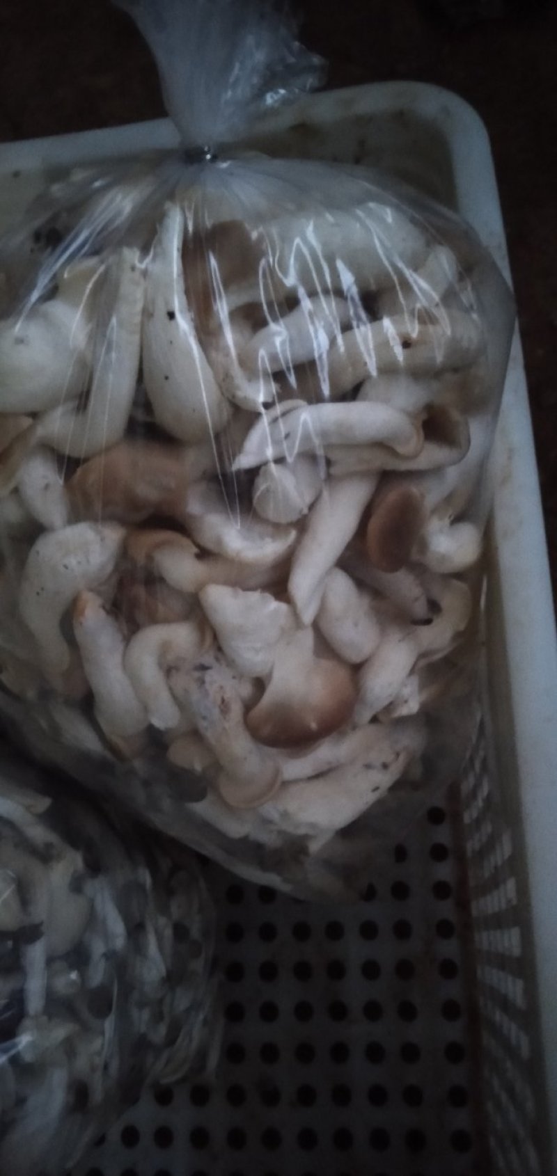 精品姬菇