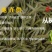 品舌2020年新茶明前黄山毛峰500g散茶