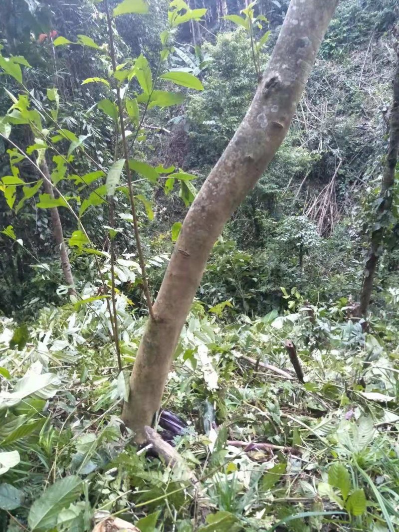 勐腊县勐伴镇桃子箐古树茶，龙行贡茶