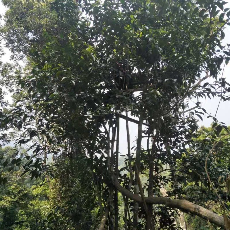 勐腊县勐伴镇桃子箐古树茶，龙行贡茶