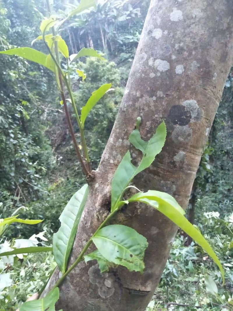 勐腊县勐伴镇桃子箐古树茶，龙行贡茶