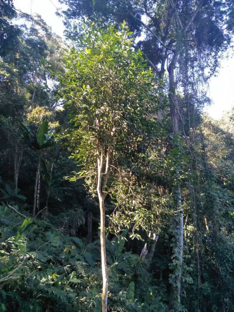 勐腊县勐伴镇桃子箐古树茶，龙行贡茶