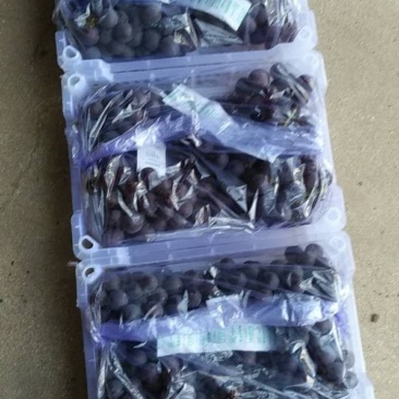 北镇冷库巨丰葡萄自然果巨峰葡萄价格便宜