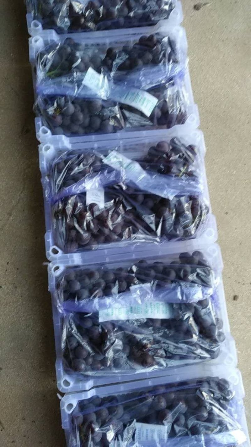 北镇冷库巨丰葡萄自然果巨峰葡萄价格便宜